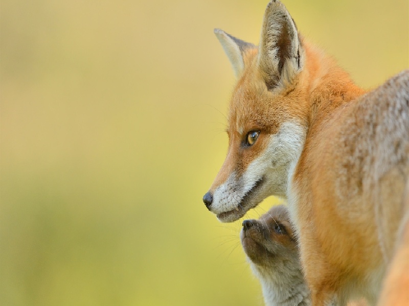 西安代怀最好医院,泰国试管价格高吗？-西安有没有供卵机构_西安供卵试管医院
